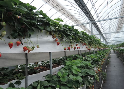 苗栗草莓園－三冠牌雜草抑制蓆應用實例(1)｜HunkunNET 煥坤