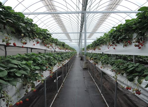 苗栗草莓園－三冠牌雜草抑制蓆應用實例(2)｜HunkunNET 煥坤