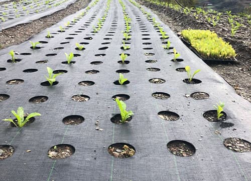 苗栗草莓園－三冠牌雜草抑制蓆應用實例(3)｜HunkunNET 煥坤