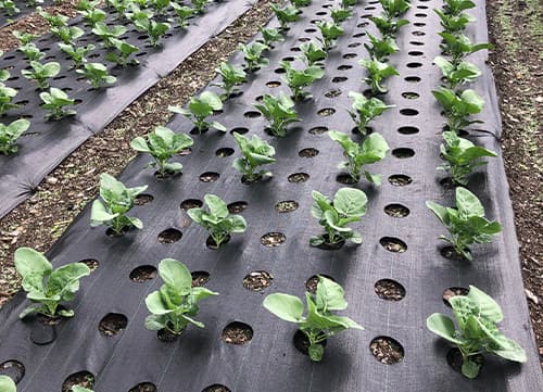 苗栗草莓園－三冠牌雜草抑制蓆應用實例(4)｜HunkunNET 煥坤