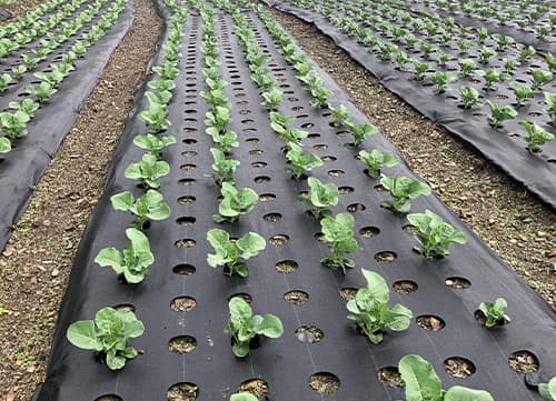 苗栗草莓園－三冠牌雜草抑制蓆應用實例(5)｜HunkunNET 煥坤