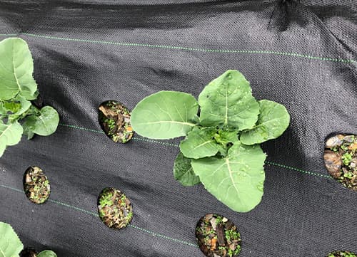 苗栗草莓園－三冠牌雜草抑制蓆應用實例(6)｜HunkunNET 煥坤