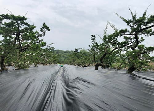 苗栗草莓園－三冠牌雜草抑制蓆應用實例(7)｜HunkunNET 煥坤