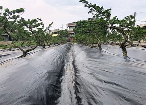苗栗草莓園－三冠牌雜草抑制蓆應用實例(8)｜HunkunNET 煥坤