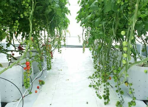 苗栗草莓園－三冠牌雜草抑制蓆應用實例(11)｜HunkunNET 煥坤