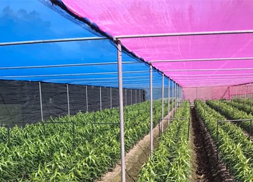 三冠牌WA 平織防蟲網應用實例(12)｜HunkunNET 煥坤