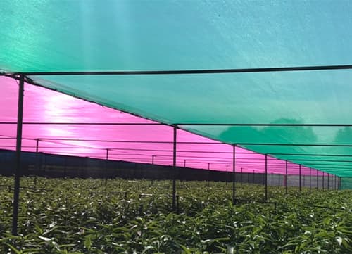 三冠牌WA 平織防蟲網應用實例(13)｜HunkunNET 煥坤