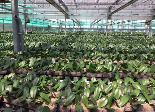 三冠牌JA扁紗針織黏著網(10)｜HunkunNET 煥坤