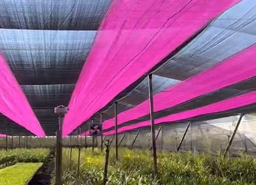 三冠牌羅紋桃紅網遮陽網應用實例(1)｜HunkunNET 煥坤