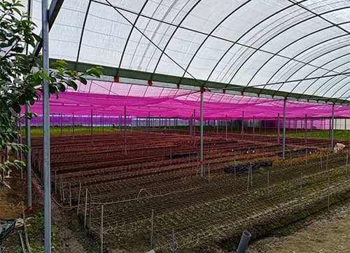 三冠牌羅紋桃紅網遮陽網應用實例(4)｜HunkunNET 煥坤