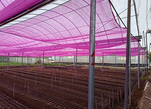 三冠牌羅紋桃紅網遮陽網應用實例(5)｜HunkunNET 煥坤