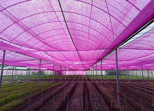 三冠牌羅紋桃紅網遮陽網應用實例(6)｜HunkunNET 煥坤