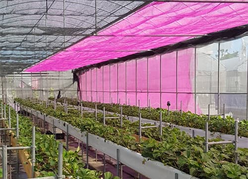 三冠牌羅紋桃紅網遮陽網應用實例(8)｜HunkunNET 煥坤