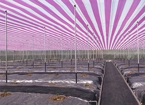 三冠牌RH9490針織果蠅網(紅斑馬網)應用實例(3)｜HunkunNET 煥坤