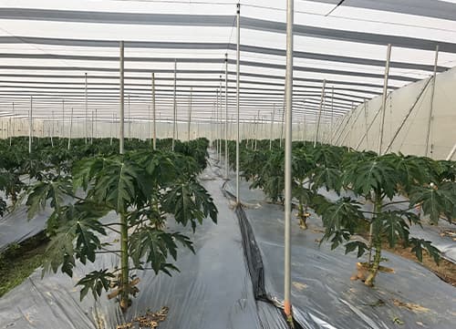三冠牌RR9490黑白針織防果蠅網應用實例(3)｜HunkunNET 煥坤