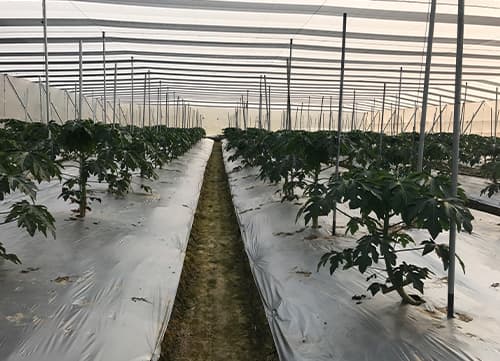 三冠牌RR9490黑白針織防果蠅網應用實例(4)｜HunkunNET 煥坤