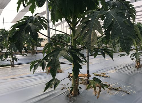 三冠牌RR9490黑白針織防果蠅網應用實例(5)｜HunkunNET 煥坤