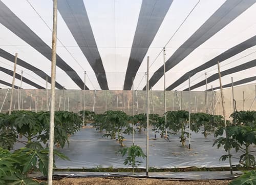 三冠牌RR9490黑白針織防果蠅網應用實例(17)｜HunkunNET 煥坤