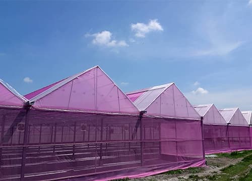 三冠牌WA桃紅平織防蟲網(8)｜HunkunNET 煥坤