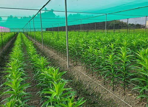 三冠牌WA桃紅平織防蟲網(10)｜HunkunNET 煥坤