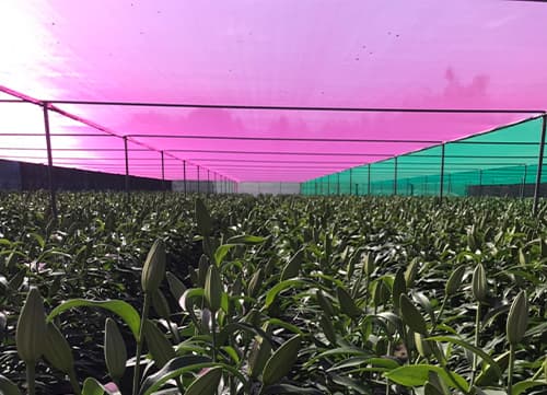 三冠牌WA桃紅平織防蟲網(14)｜HunkunNET 煥坤