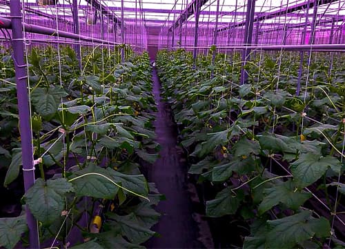 三冠牌WA紫色葉菜隔熱網｜HunkunNET 煥坤