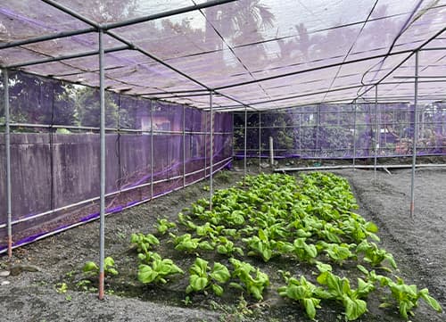 三冠牌WA紫色葉菜防蟲網｜HunkunNET 煥坤
