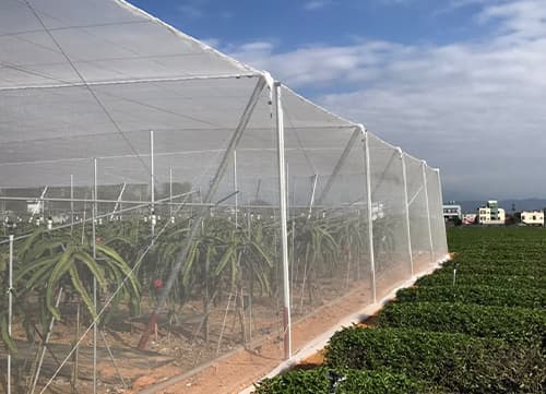 三冠牌羅紋網/果樹防蟲網應用實例(3)｜HunkunNET 煥坤